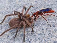 They paralyze the spider with a sting and lay eggs in it. The babies hatch and eat the spider! What a way to go.